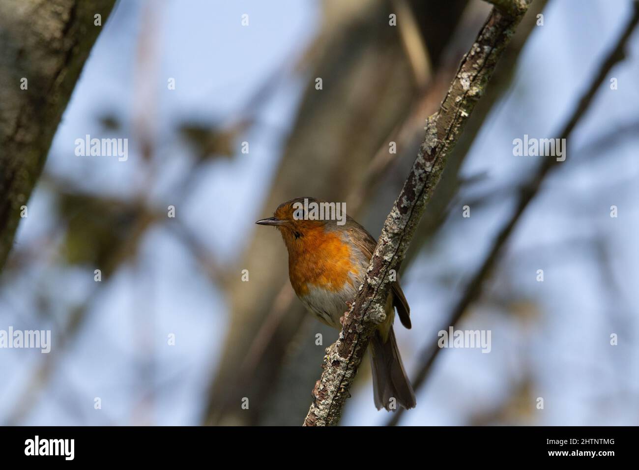 Un seul voleur européen (erithacus rubecula) perché sur une branche avec des ombres et la lumière du soleil Banque D'Images