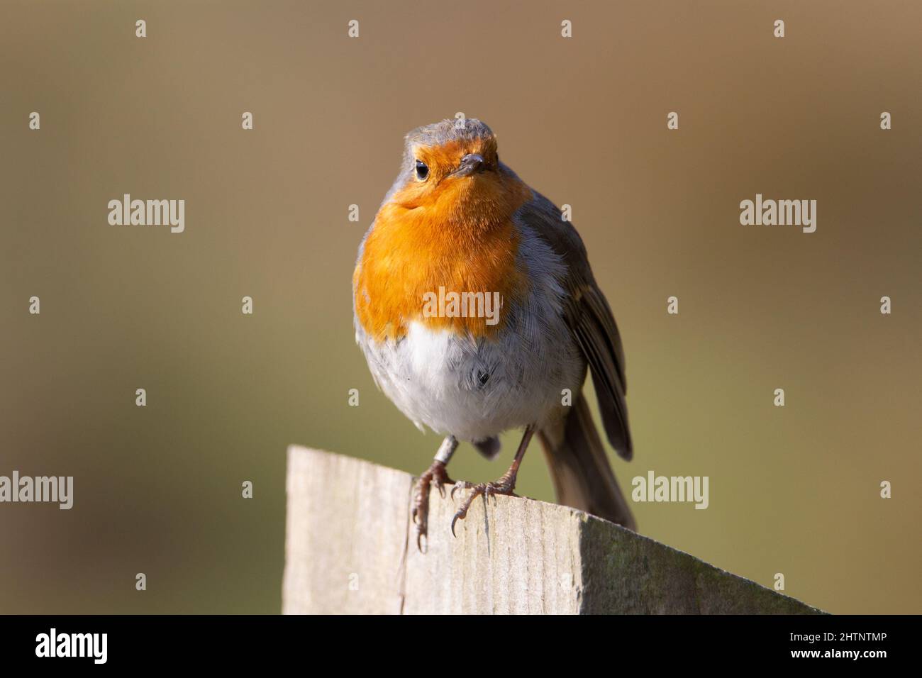 Un seul robin européen (erithacus rubecula) perché au sommet d'un poste de clôture isolé sur un fond naturel Banque D'Images