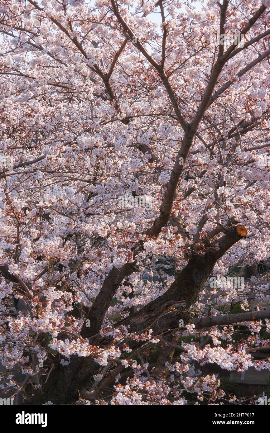 La vue de la belle fleur de sakura de cerise blanche pendant le festival de hanami de printemps au Japon Banque D'Images