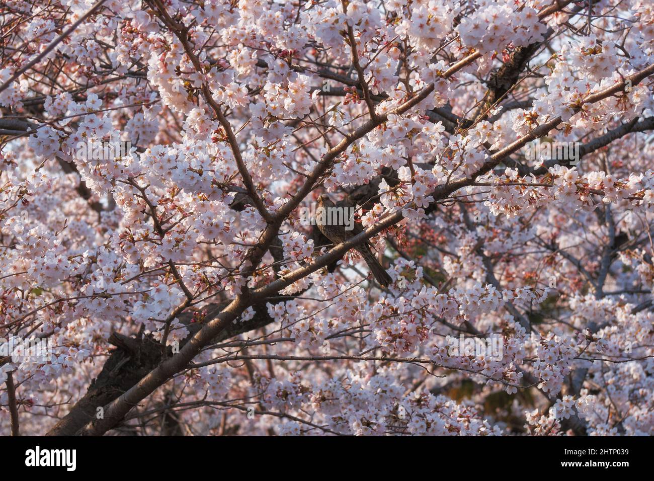 La vue de la belle fleur de sakura de cerise blanche pendant le festival de hanami de printemps au Japon Banque D'Images