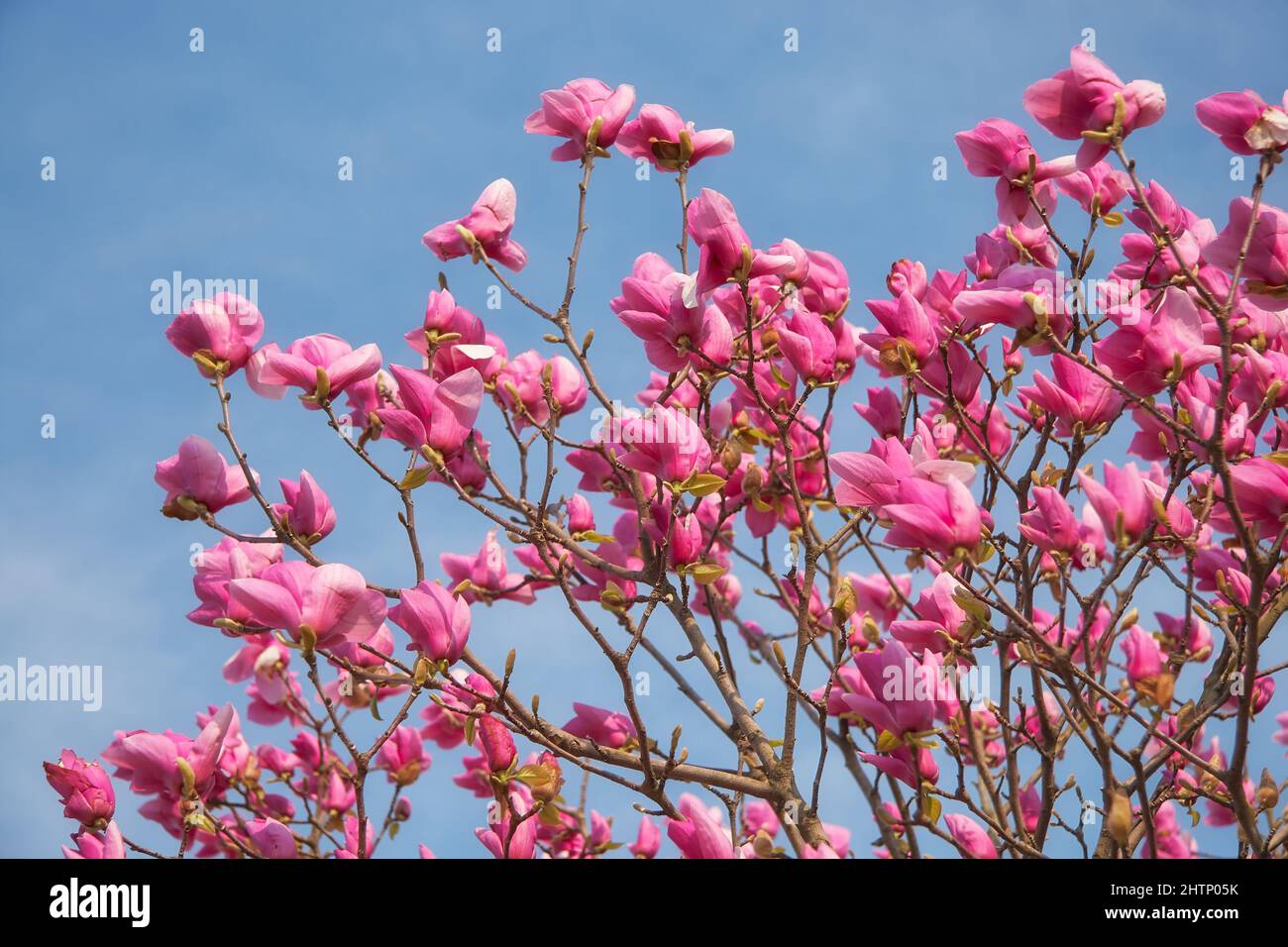 La vue du magnifique magnolia japonais violet (Magnolia liiflora) s'épanouissent sur le fond bleu du ciel au printemps. Japon Banque D'Images