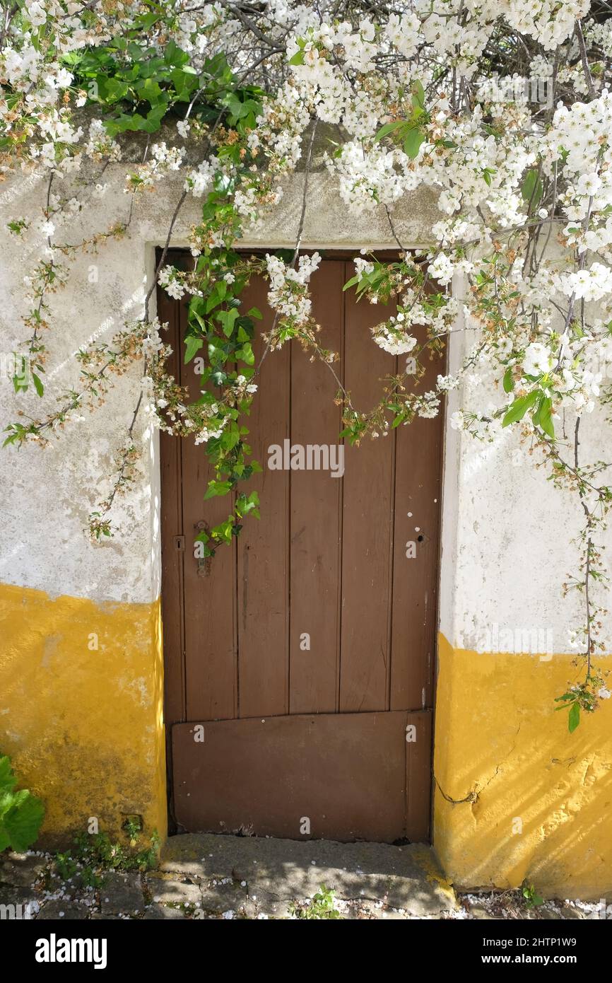 porte d'un vieux jardin avec des cerisiers en fleurs au printemps Banque D'Images