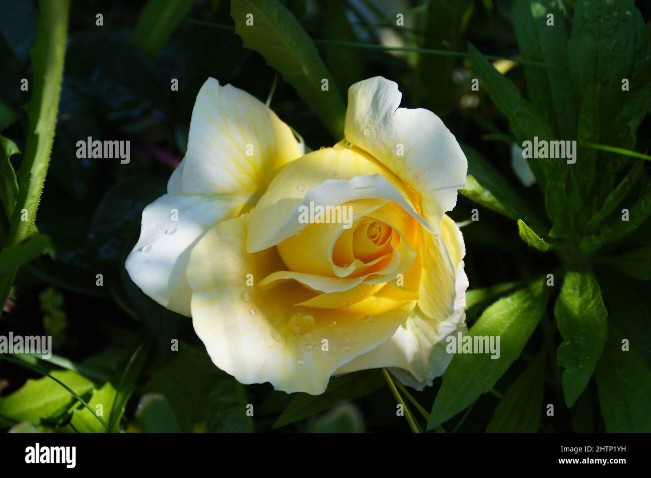 une magnifique grande rose jaune Banque D'Images