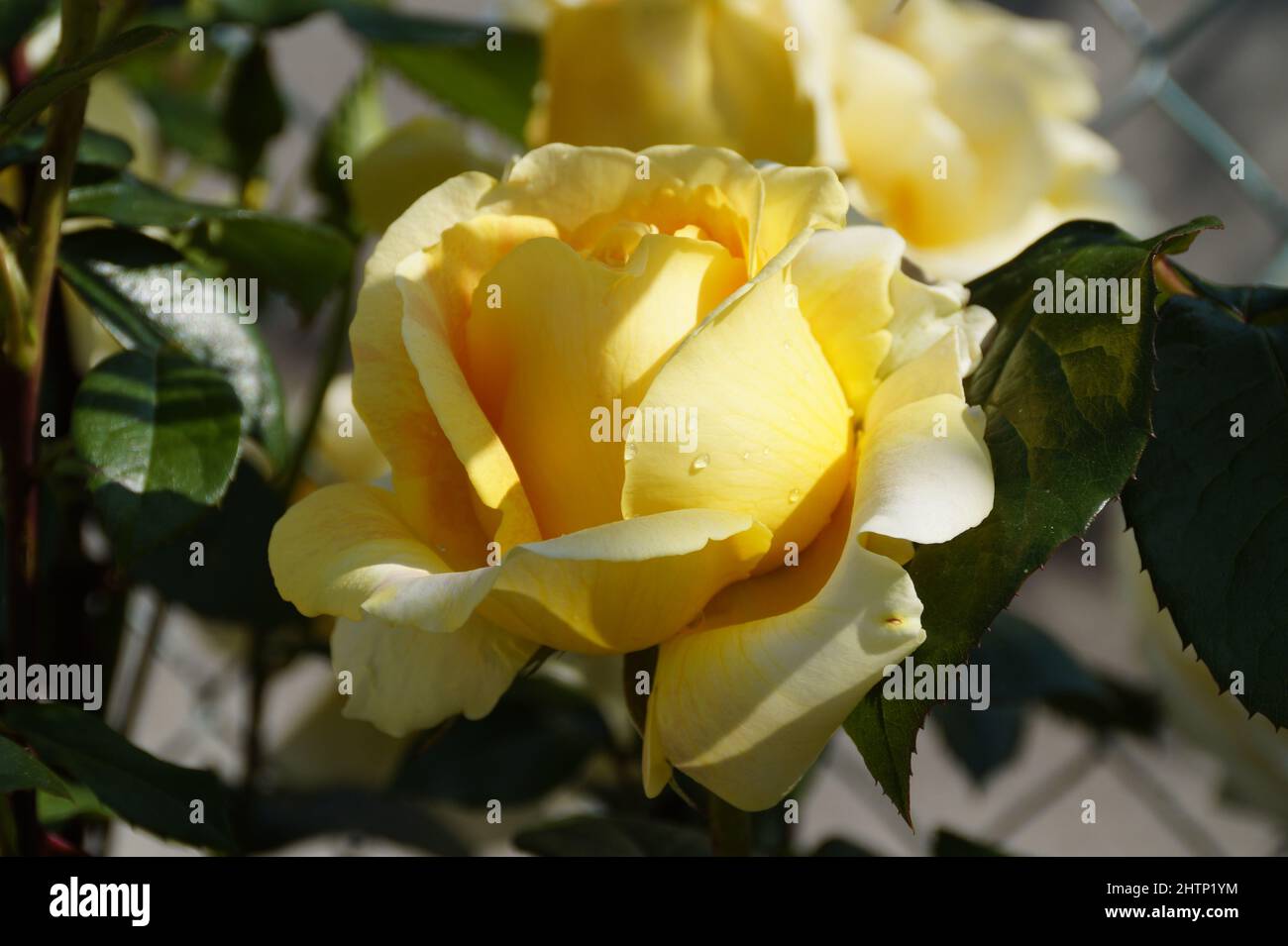 une magnifique grande rose jaune Banque D'Images