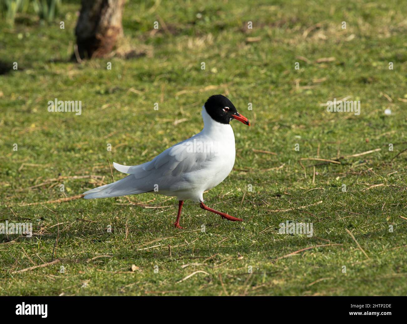 Distinguée de la mouette à tête noire similaire, la mouette méditerranéenne est dotée de plumes d'aile primaire blanches et d'un bec rouge-sang plus épais. Banque D'Images