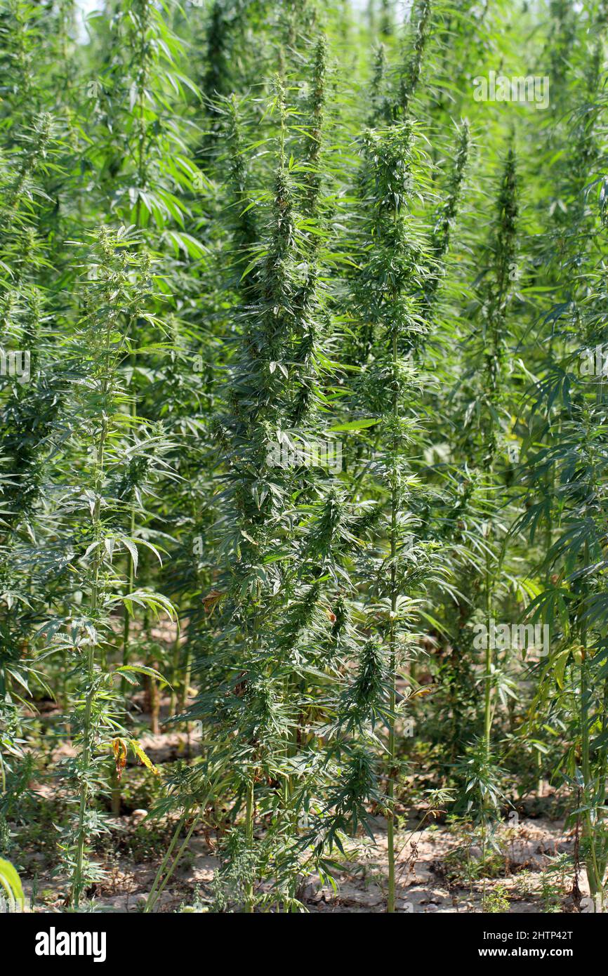 Plantes de chanvre ou de marijuana poussant au champ de la ferme. Cannabis sativa. Banque D'Images
