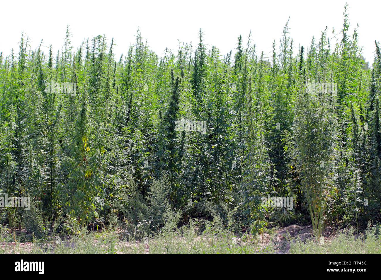 Plantes de chanvre ou de marijuana poussant au champ de la ferme. Cannabis sativa. Banque D'Images
