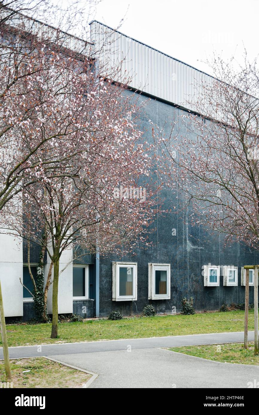 Université de Strasbourg Université de Strasbourg ancien bâtiment d'époque avec cerisiers sakura en fleur près du bâtiment Banque D'Images