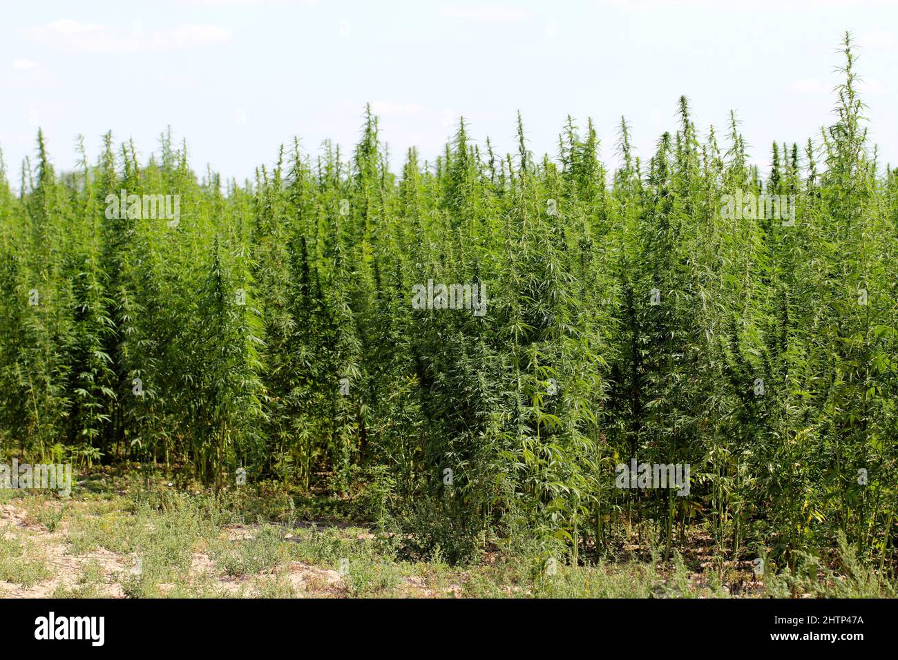 Plantes de chanvre ou de marijuana poussant au champ de la ferme. Cannabis sativa. Banque D'Images