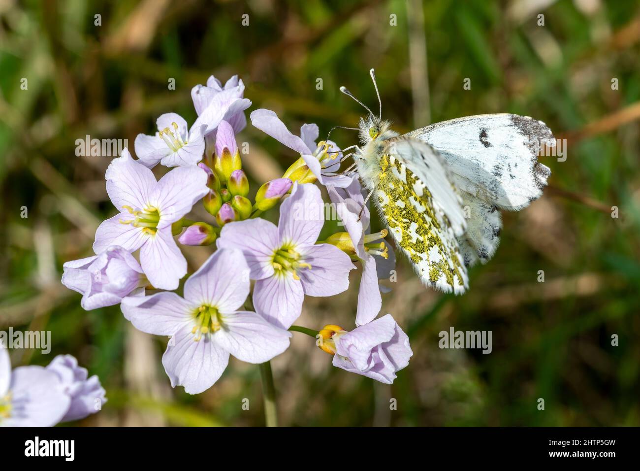Papillon à pointe orange femelle (Anthocharis cardamines) avec ses ailes étirées se nourrissant d'une fleur de couckoo (Cardamine pratensis) au printemps, stock pho Banque D'Images