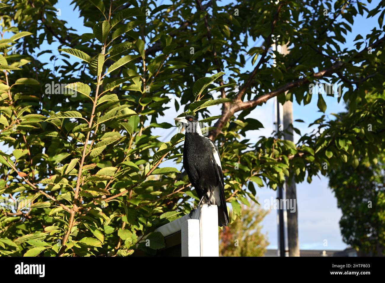 Guettez le magpie australien perché au sommet d'un panneau, avec un arbre verdoyant et un poteau de puissance en arrière-plan, au crépuscule Banque D'Images