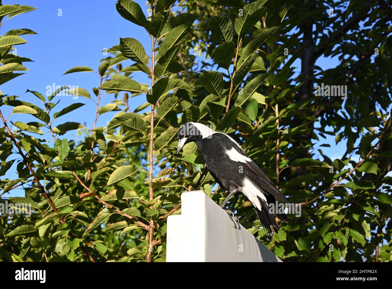 Magpie australienne femelle perchée sur un panneau, se faisant un tour derrière le panneau, au crépuscule, avec un arbre vert sain en arrière-plan Banque D'Images