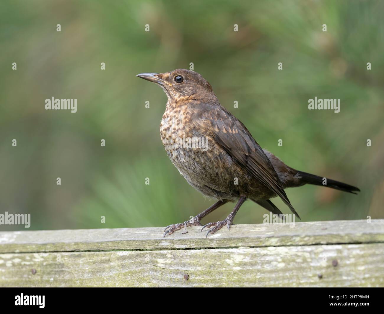 Blackbird, Turdus merula, oiseau naissant sur la clôture de jardin. Norfolk. Juillet Banque D'Images