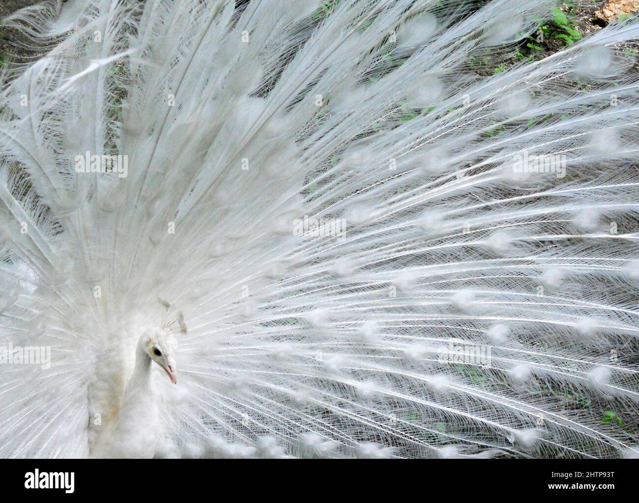 Un paon blanc avec une couverture pleine de plumes - album pavonis Banque D'Images