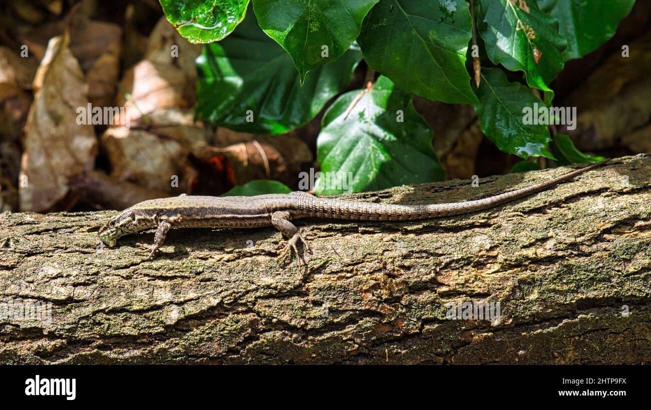 Lézard sur un tronc d'arbre dans la forêt bains de soleil. Photo d'un reptile. Gros plan de l'animal sauvage Banque D'Images