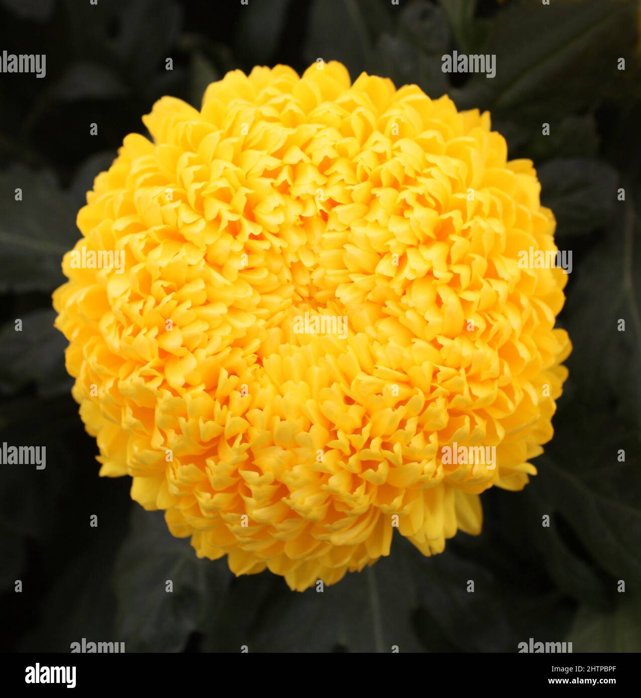 Une tête de fleur jaune vif d'une plante de Chrysanthemum. Banque D'Images