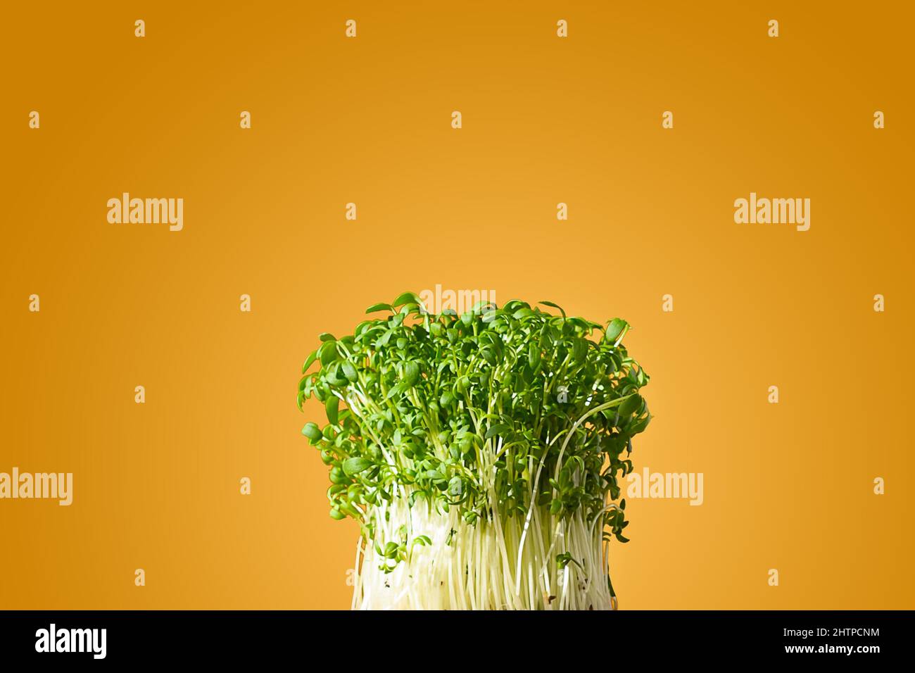 Microgreens éclate sur fond orange d'été. Caloose-up. Banque D'Images