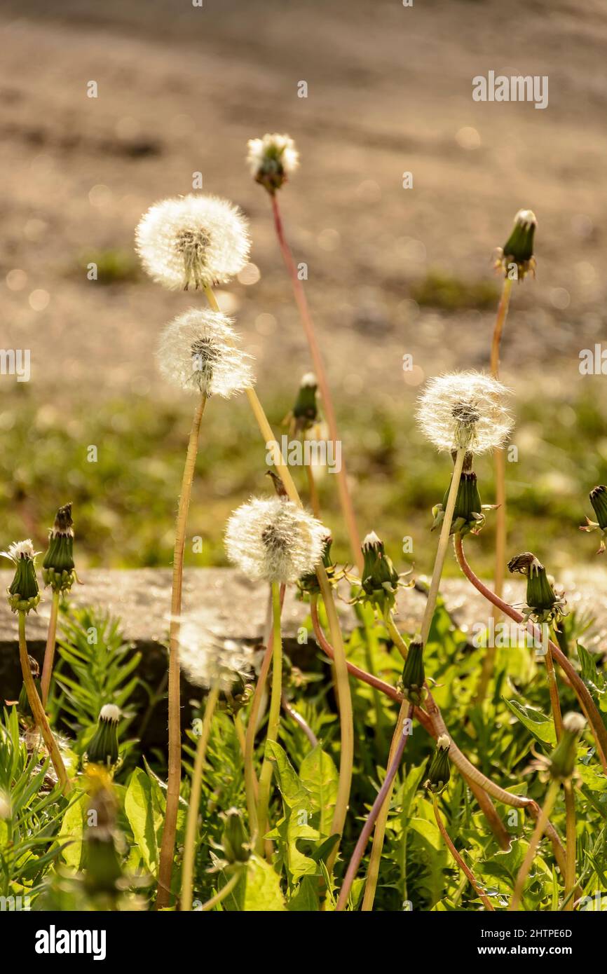 Pissenlits moelleux décolorés dans la prairie. Banque D'Images