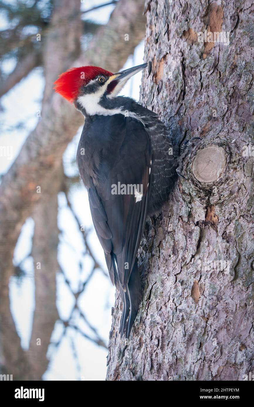 Ce pic est un visiteur quotidien de ma station d'alimentation d'oiseaux à notre domicile dans la campagne de Door County Wisconsin. Banque D'Images