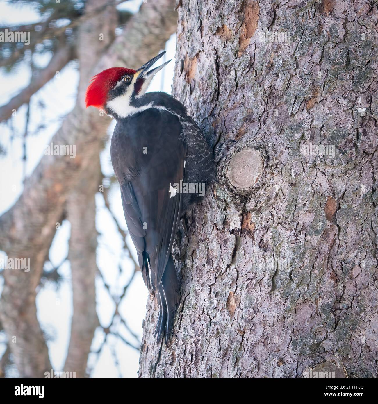 Ce pic est un visiteur quotidien de ma station d'alimentation d'oiseaux à notre domicile dans la campagne de Door County Wisconsin. Banque D'Images
