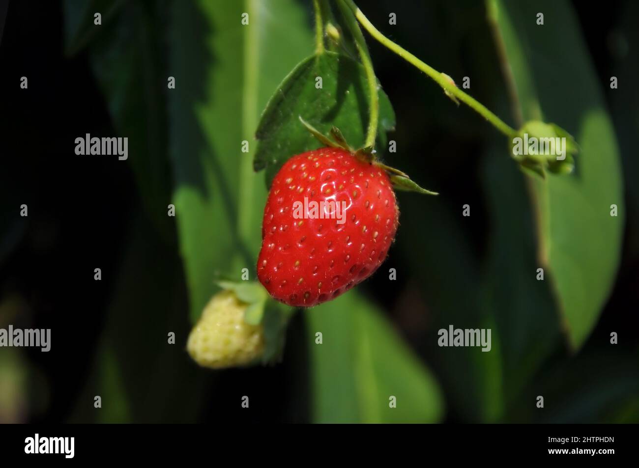 Fraise fraîche sur une plante, une rouge mûre et une jaune. Fraise sauvage, gros plan du fruit mûr rouge sur la plante Banque D'Images