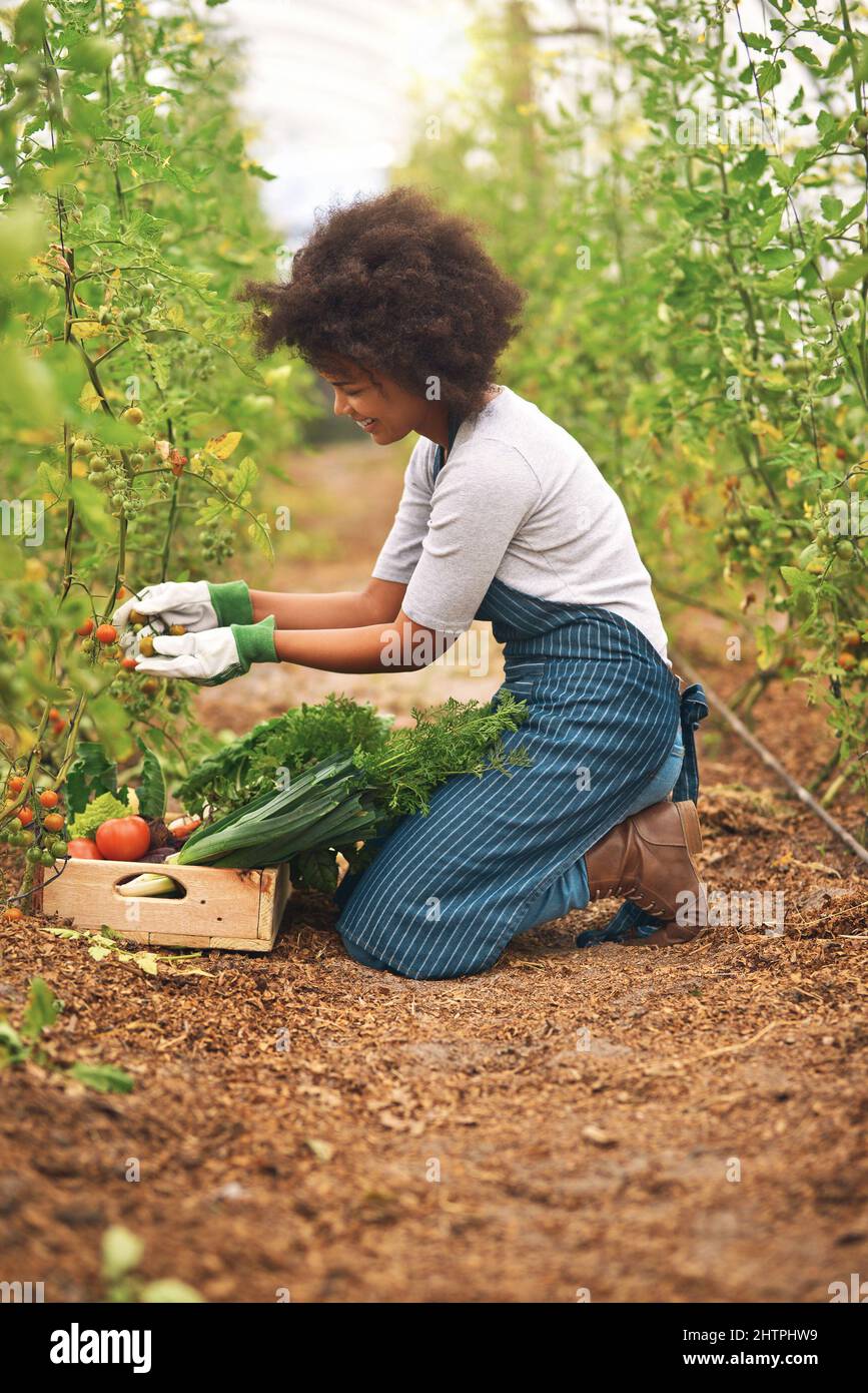 Elle adopte une approche pratique pour cultiver des tomates. Photo pleine longueur d'une jeune agricultrice attirante récoltant des produits frais de ses récoltes. Banque D'Images