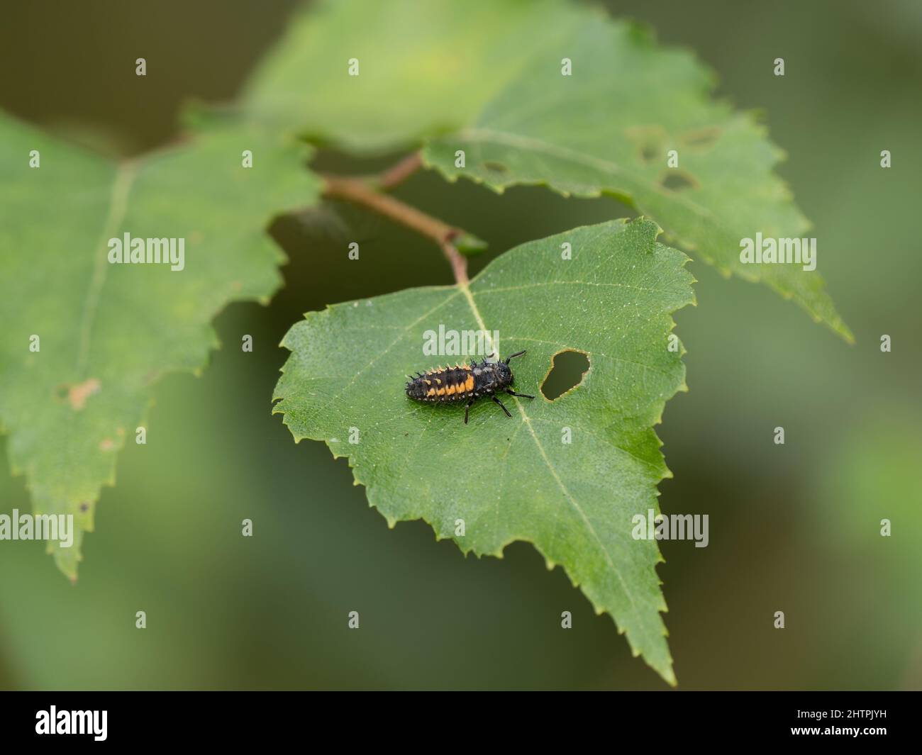 Harlequin Ladybug / larves de Ladybird sur une feuille Banque D'Images