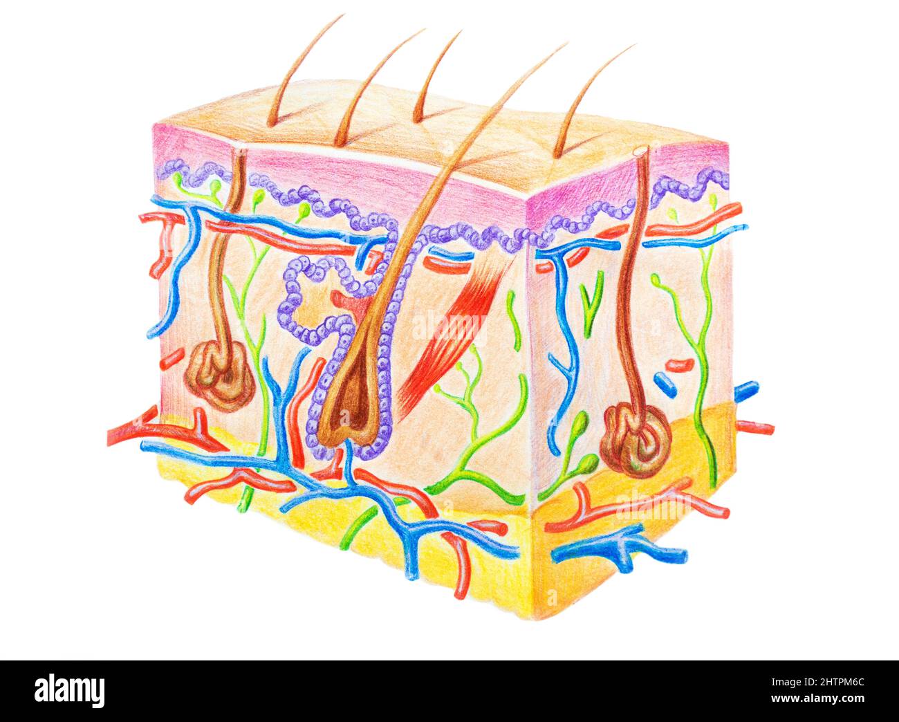 Structure de la peau humaine montrant les couches de la peau, les cheveux et la glande sueur. Illustration dessinée à la main avec crayons de couleur Banque D'Images