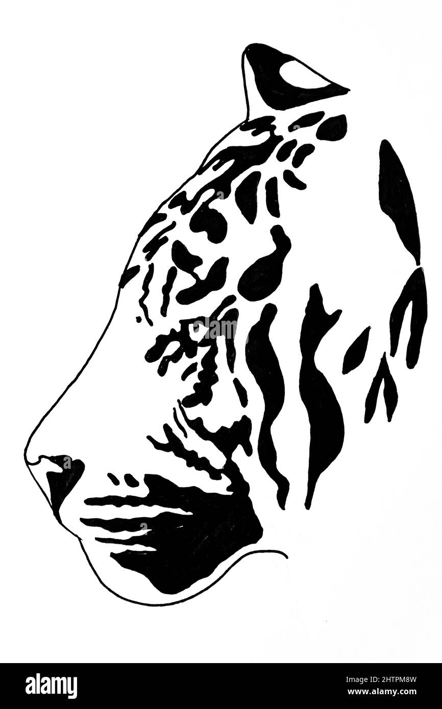 Illustration à la main du tigre, stylo à encre noire Banque D'Images
