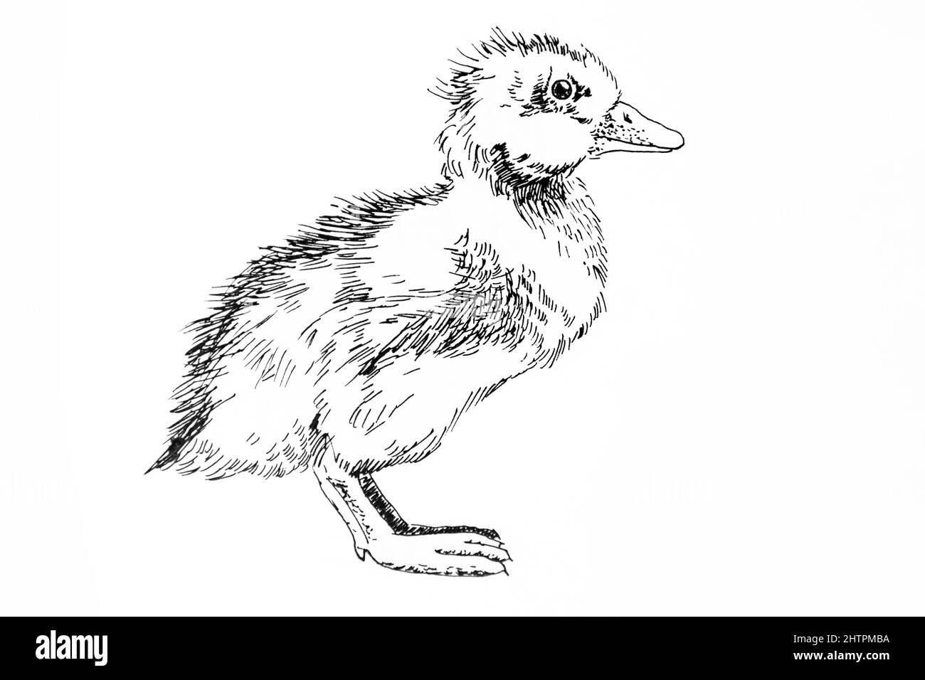 Illustration dessinée à la main de canard, stylo à encre noire Banque D'Images