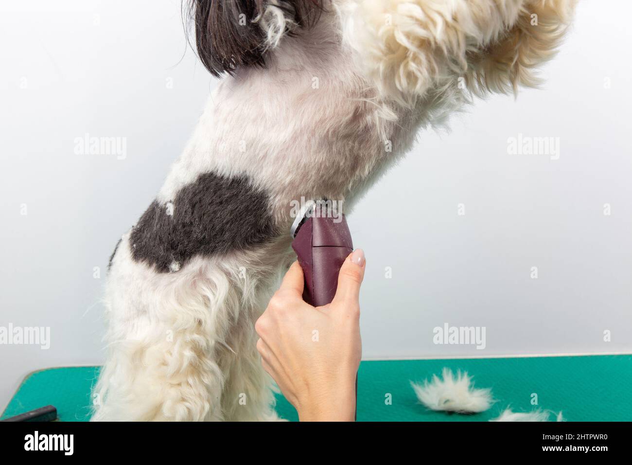 Brosse pour femme Shih Tzu au salon de coiffure. Toilettage et coupe la fourrure de chien de Shih-Tzu par femme avec tondeuse. Banque D'Images