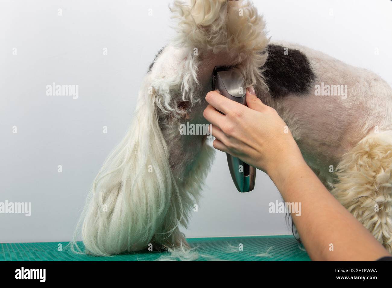 Brosse pour femme Shih Tzu au salon de coiffure. Toilettage et coupe la fourrure de chien de Shih-Tzu par femme avec tondeuse. Banque D'Images