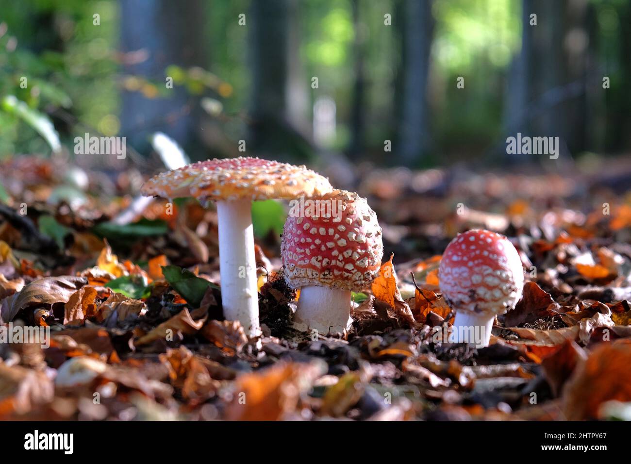 Champignons agariques à capuchon rouge et blanc en bois de hêtre. Banque D'Images