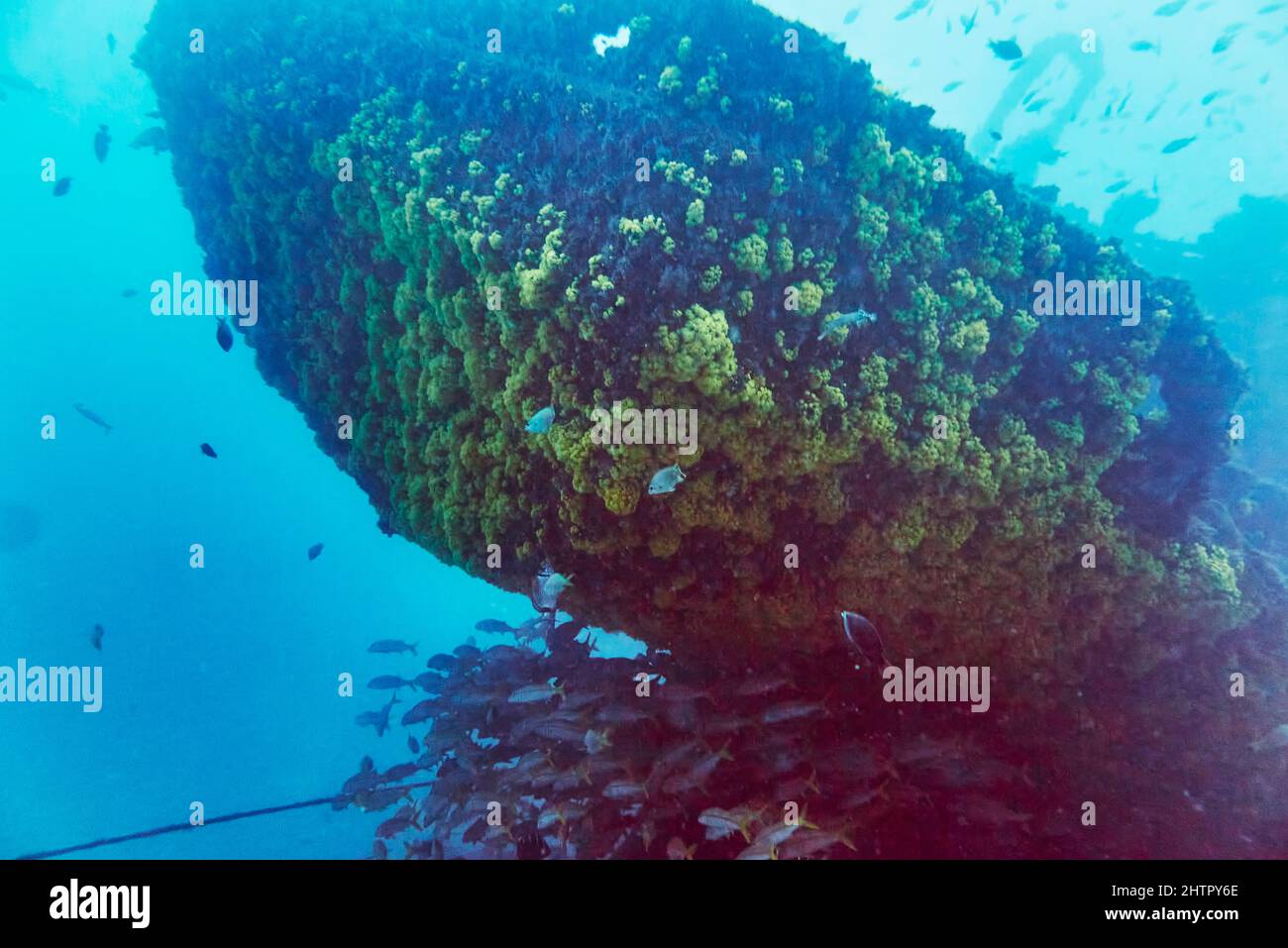 Éponges poussant sur et pêche en haut sous un navire naufragé, le Kwarcit, un site de plongée populaire au large de la côte sud-ouest de l'île de Sal, au Cap-Vert. Banque D'Images