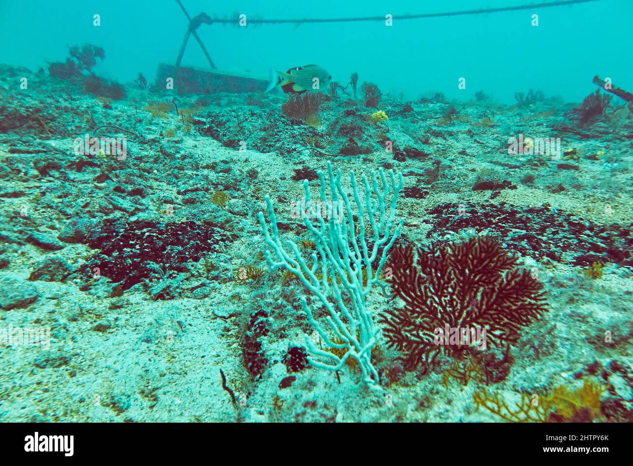 Corals poussant sur un navire épaté, le Kwarcit, un site de plongée populaire au large de la côte sud-ouest de l'île de Sal, au Cap-Vert. Banque D'Images