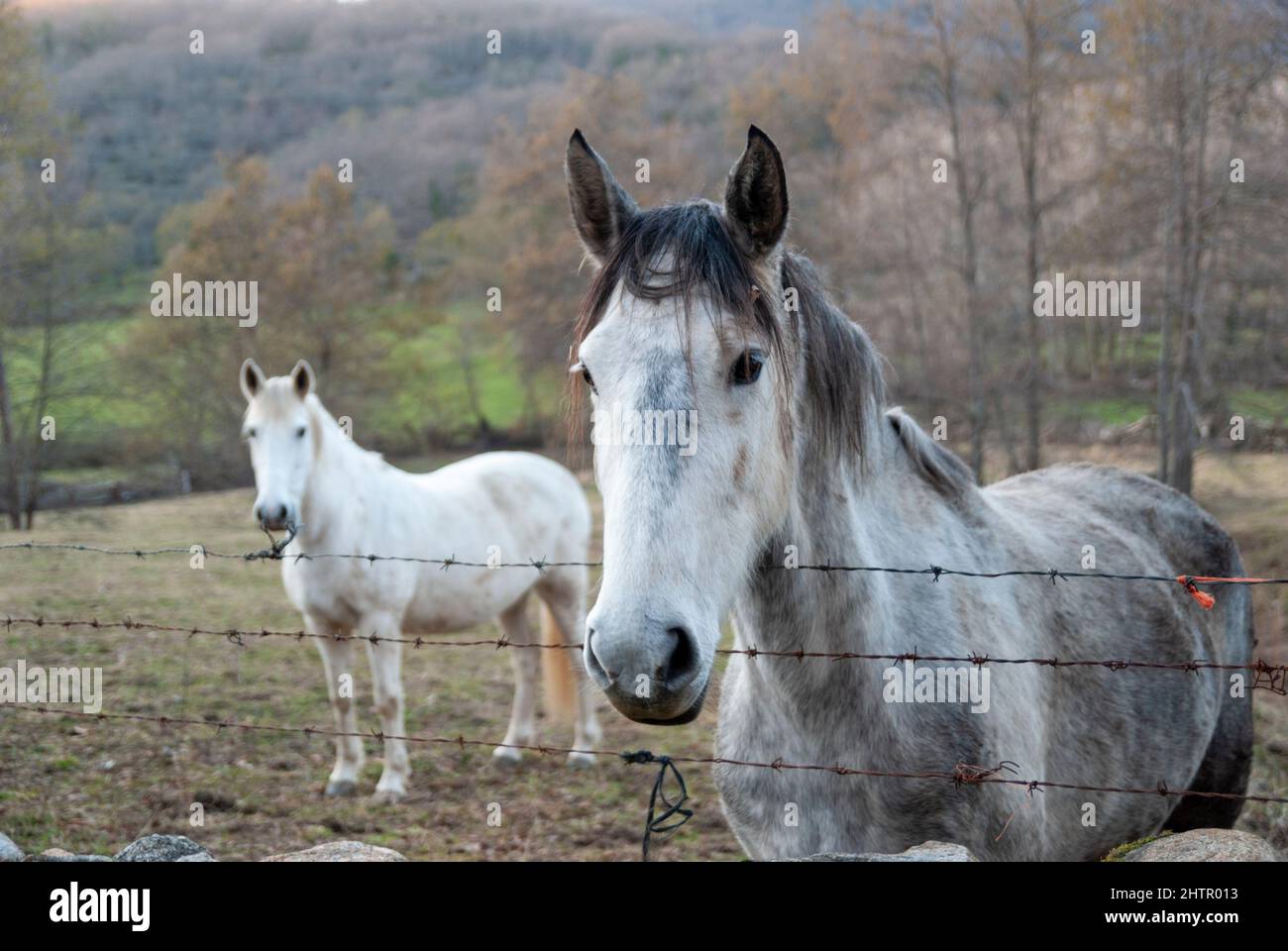 Couple de chevaux blancs derrière une clôture barbelée en champ en automne Banque D'Images