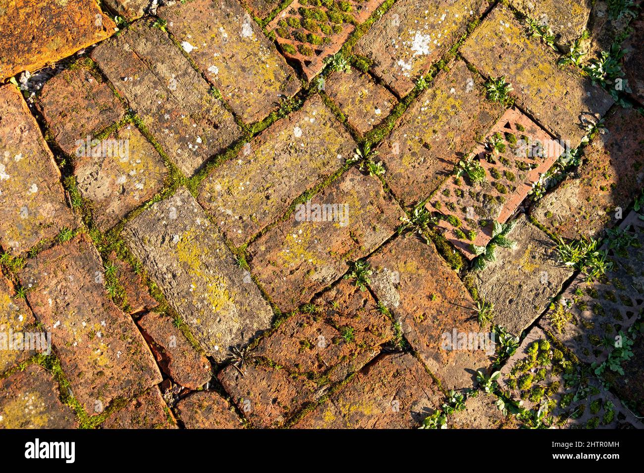 Vue de dessus détail du chemin ensoleillé de jardin couvert de briques rouges surcultivées avec de petites plantes vertes et de la mousse, en partie à l'ombre, copier l'espace Banque D'Images