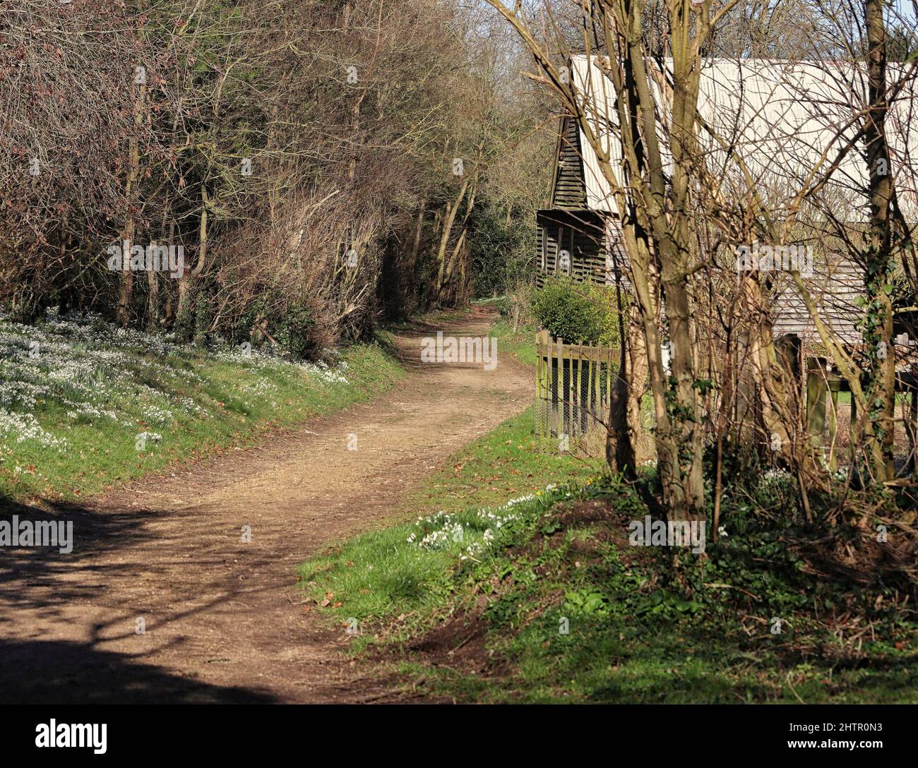 Piste forestière anglaise dans les collines Chiltern dans le sud de l'Oxfordshire avec des gouttes de neige blanches qui poussent sur la rive herbeuse Banque D'Images