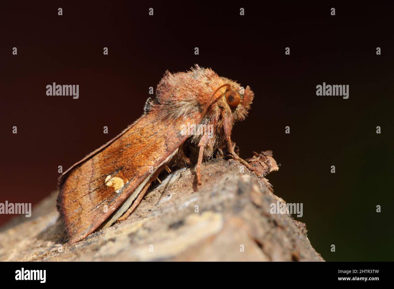 Grande Moth auriculaire (Amphipoea lucens) au repos Banque D'Images