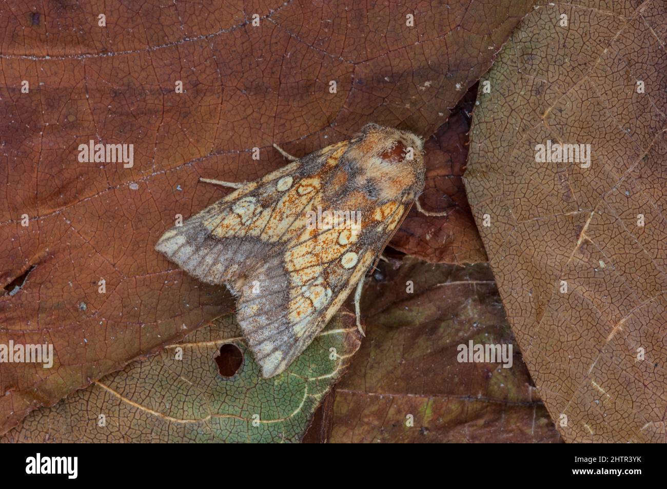 La Moth orange givrée (Gortyna flavago) sur les feuilles anciennes Banque D'Images