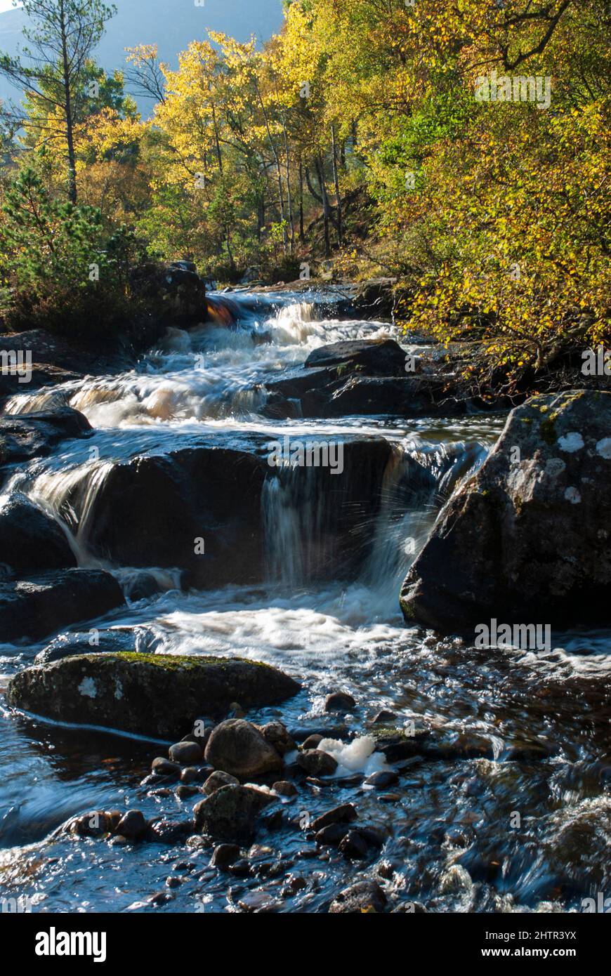 Rivière Cannich, Glen Affric, Écosse, qui coule dans les bois Banque D'Images
