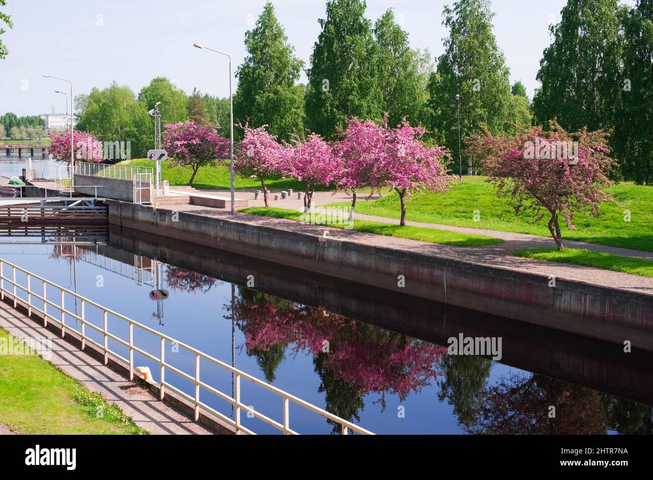 Écluse du canal, crabes de pommiers en pleine floraison. Ville de Joensuu, Finlande. Banque D'Images