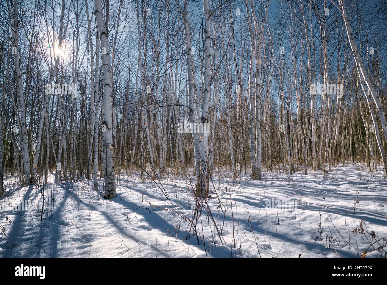 Forêt de pins en hiver. La lumière du soleil piquer à travers les arbres Banque D'Images