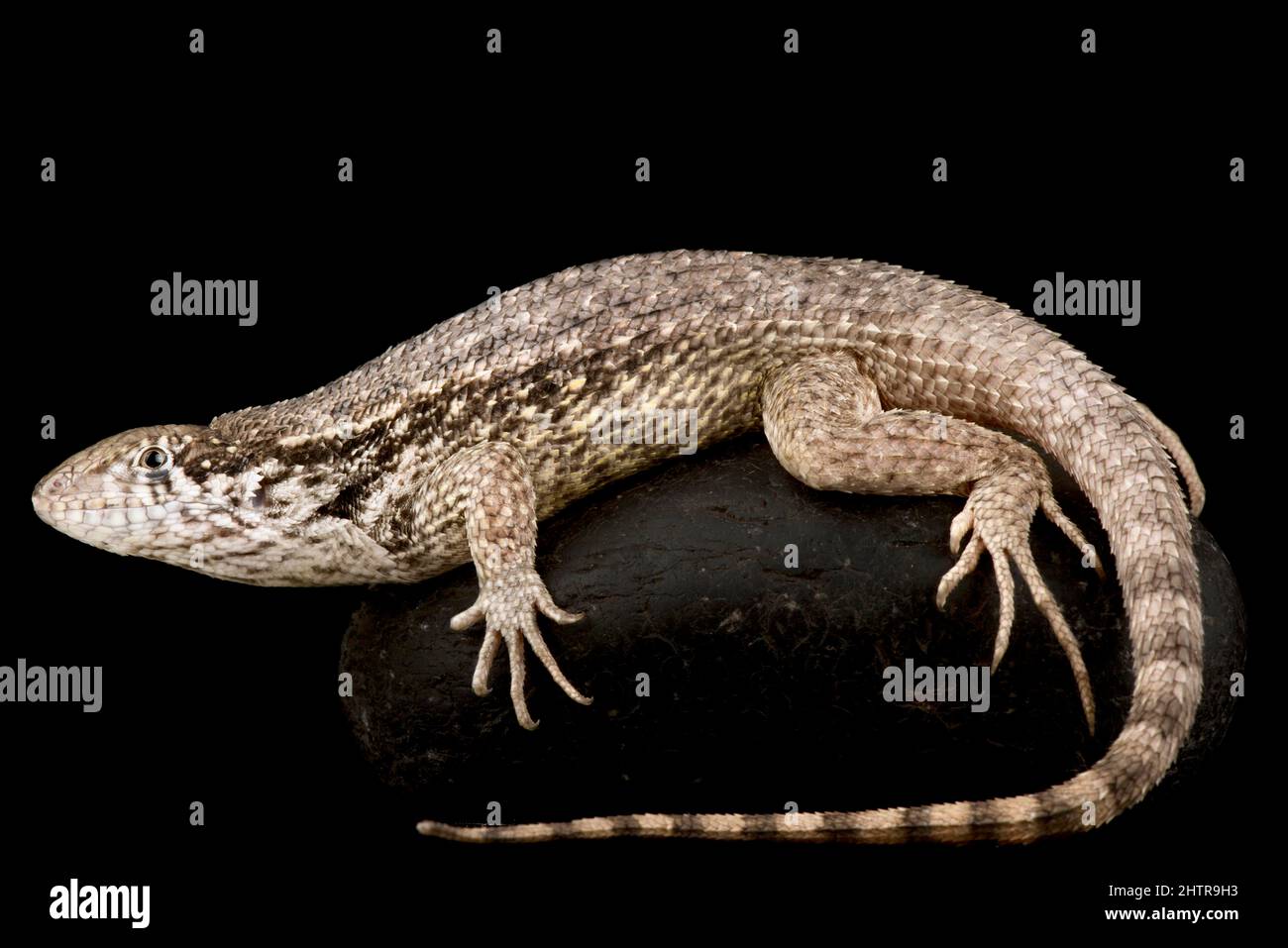 Lézard à queue caillé du Nord (Leiocephalus carinatus) Banque D'Images