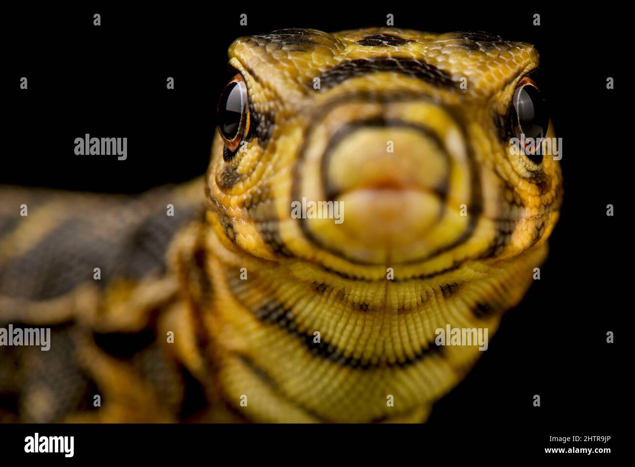 Moniteur d'eau à tête jaune (Varanus cumingi) Banque D'Images