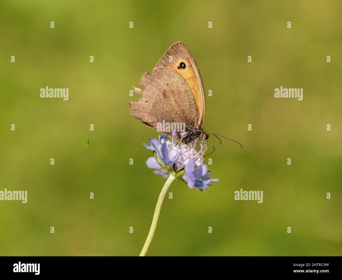 Meadow Brown Butterfly Fielding sur Scabous Banque D'Images
