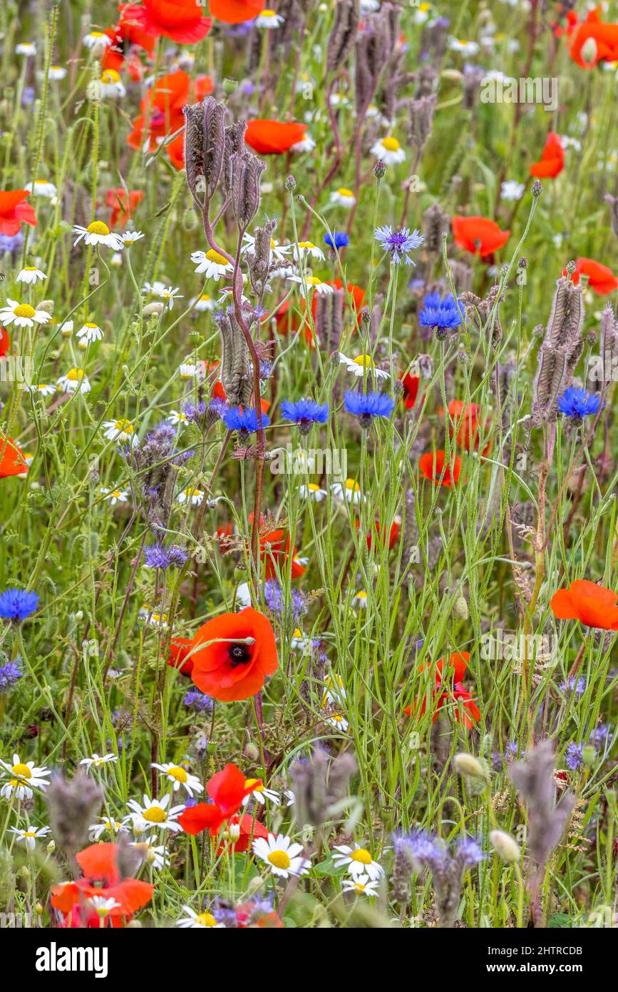 Jardin de fleurs sauvages, fleurs sauvages, coquelicot, bleuet, Marguerite Banque D'Images