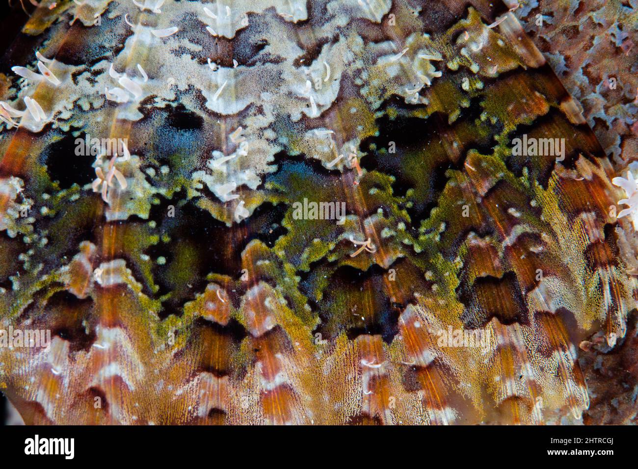 Détail de la nageoire pectorale camouflée d'un scorpionfish sur un récif de corail à Raja Ampat, Indonésie. Banque D'Images