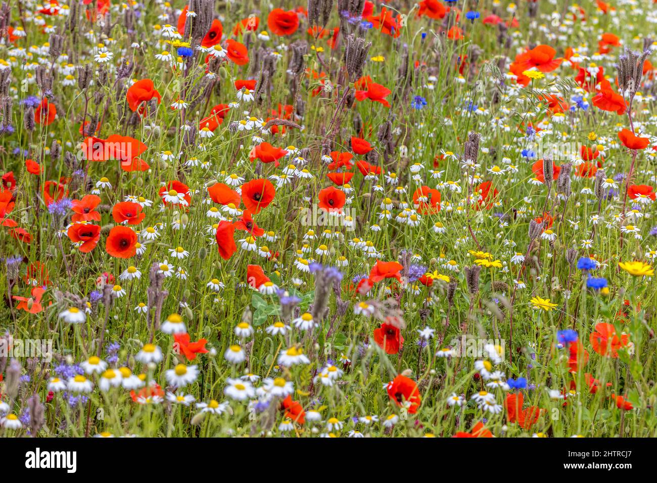 Jardin de fleurs sauvages, fleurs sauvages, coquelicot, bleuet, Marguerite Banque D'Images