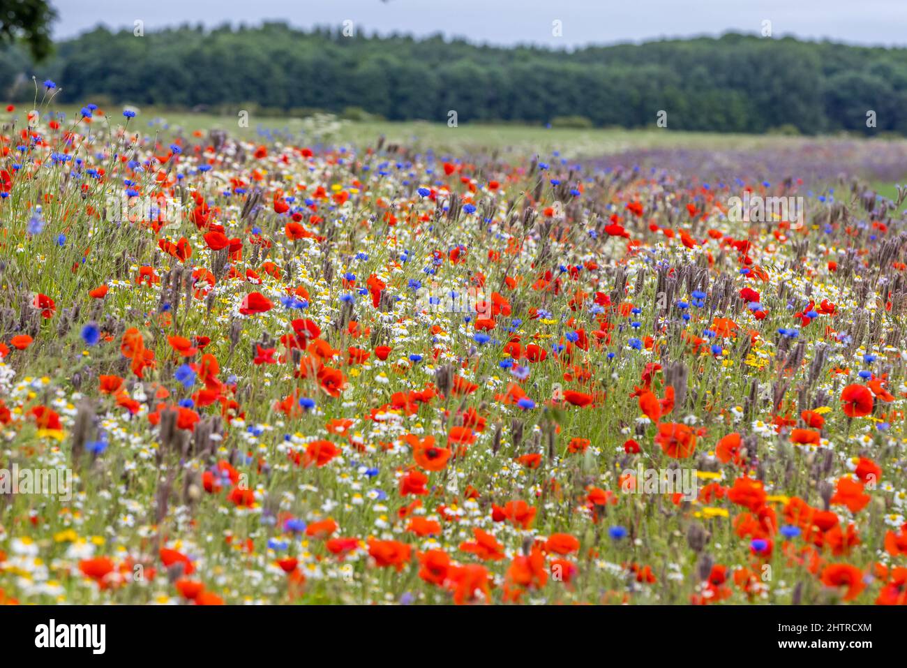 Prairie de fleurs sauvages, fleurs sauvages, pavot, pâquerette, fleur de maïs Banque D'Images